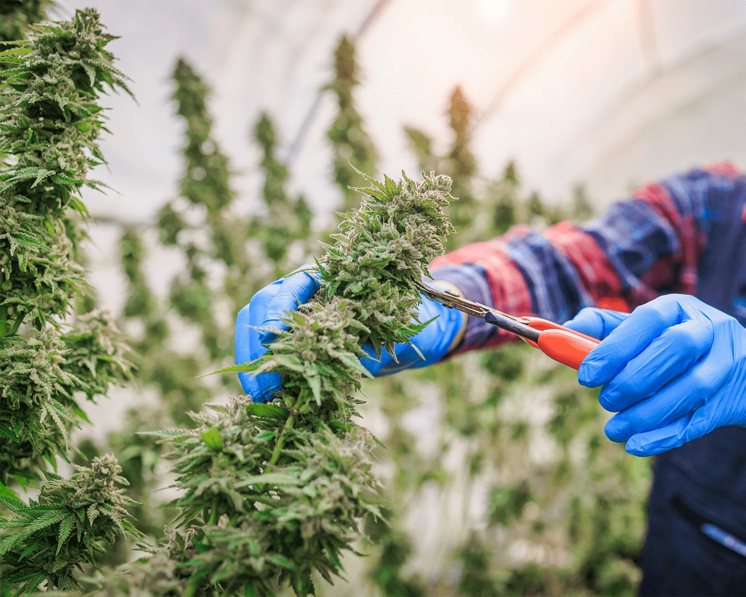 Trusted Cannabis Vendors | Banner | Bindbio